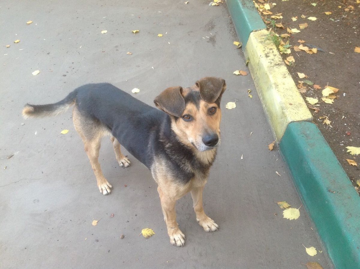 Породы дворовых собак