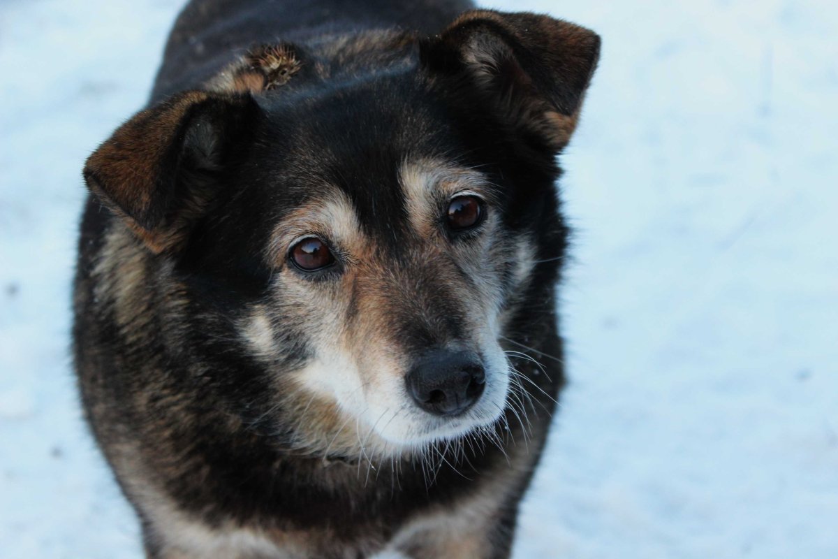 Беспородная собака дворняжка