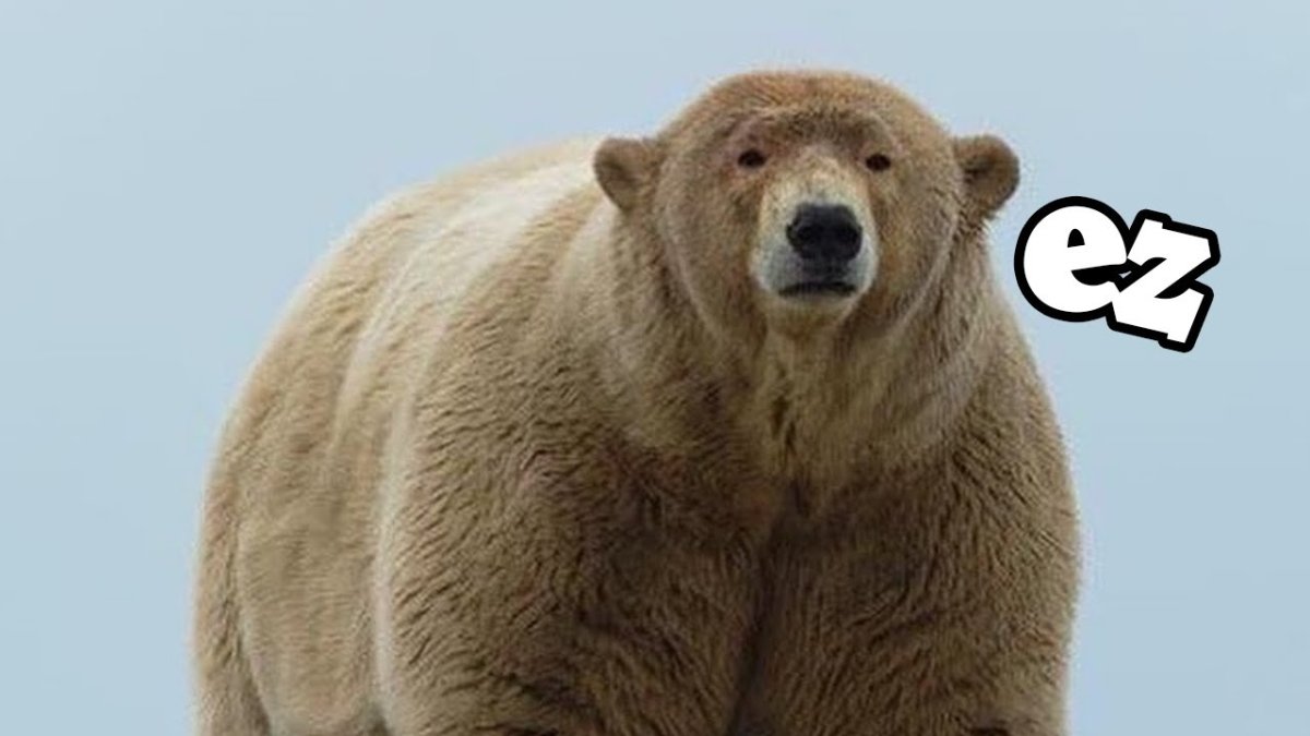 Пухлый Медвежонок