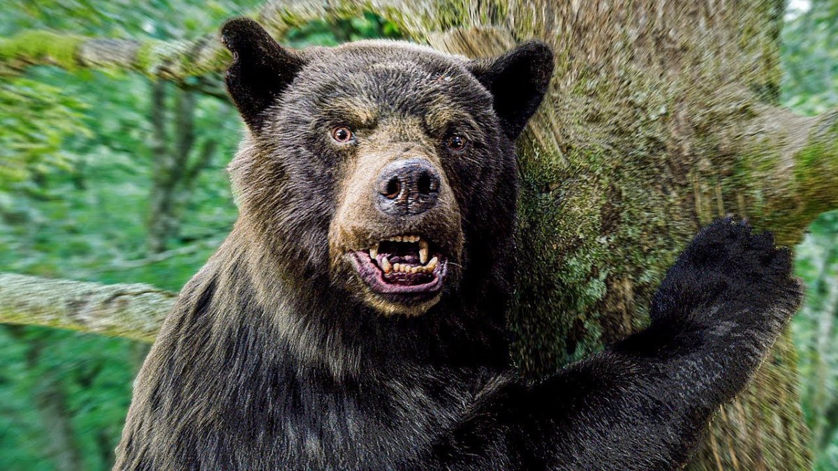 Кокаиновый медведь cocaine Bear