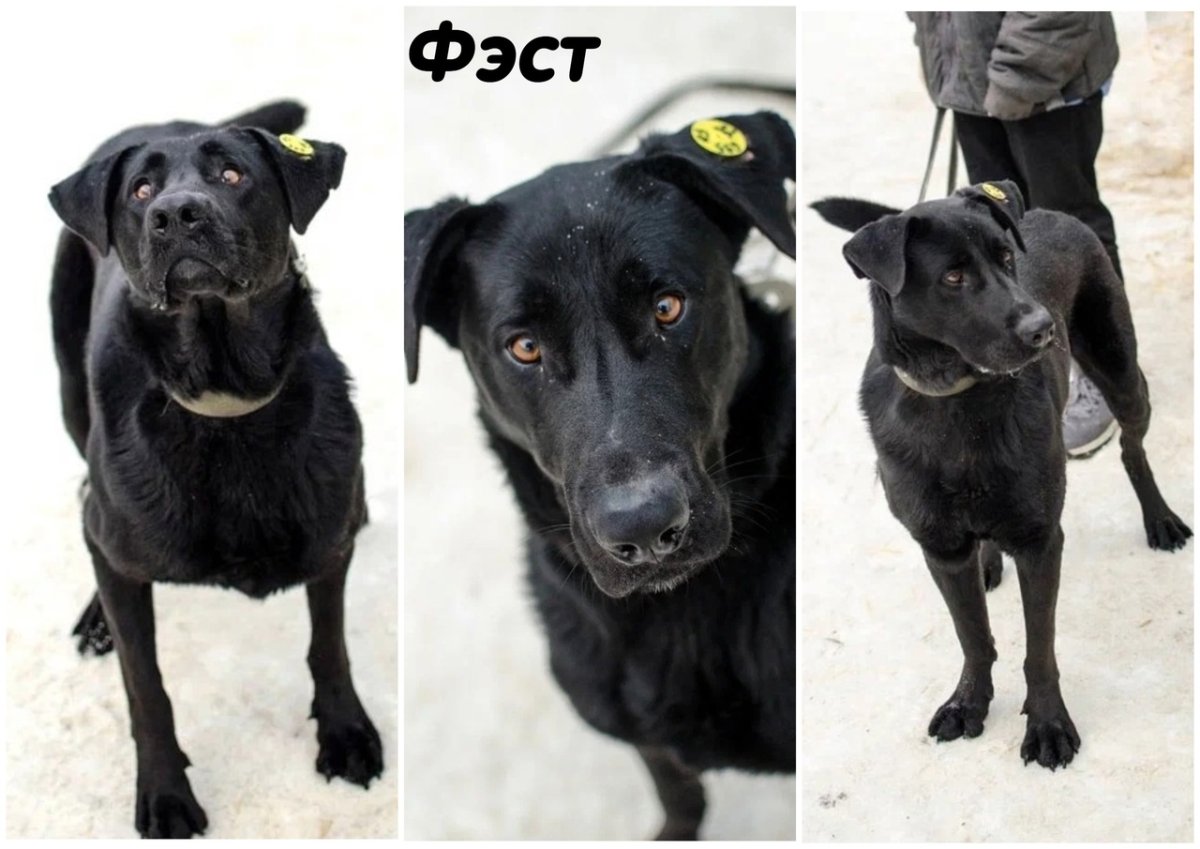 Помощь бездомным животным