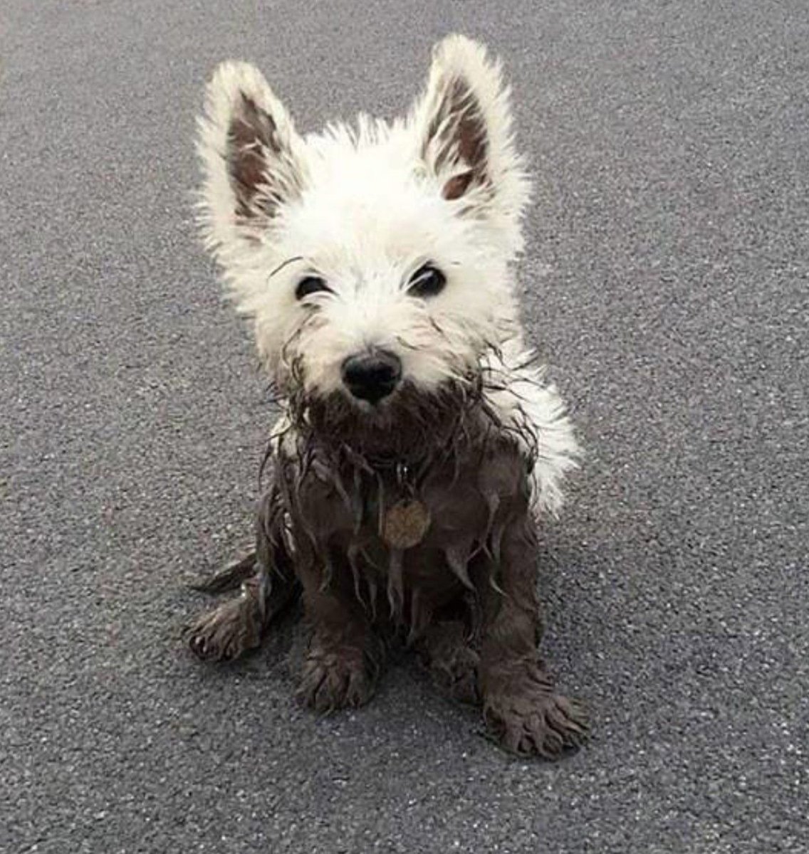 Белый терьер Вест хайленд