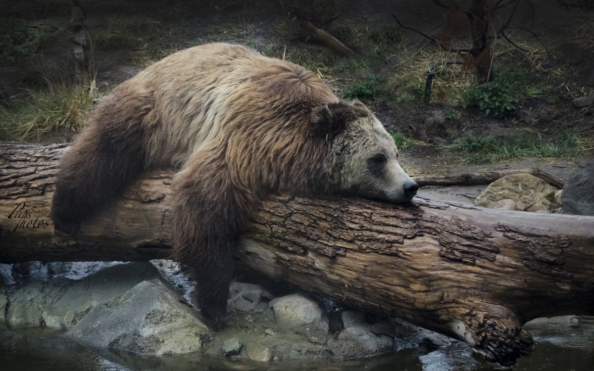 Медведь лежит