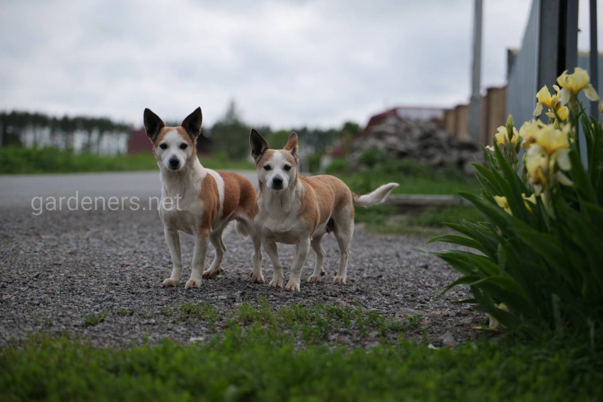 Собака огородник