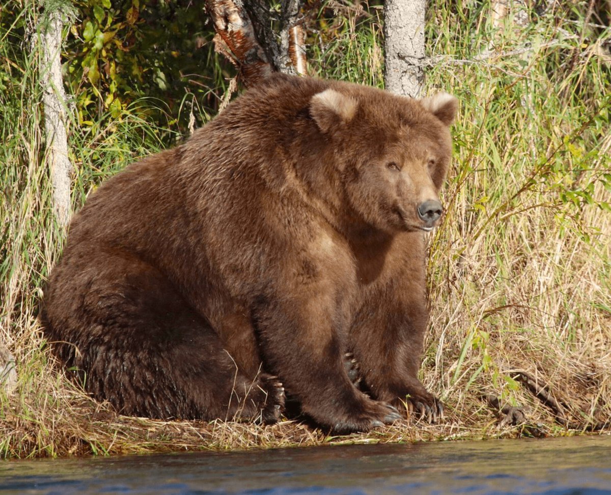 Самый толстый медведь Аляски