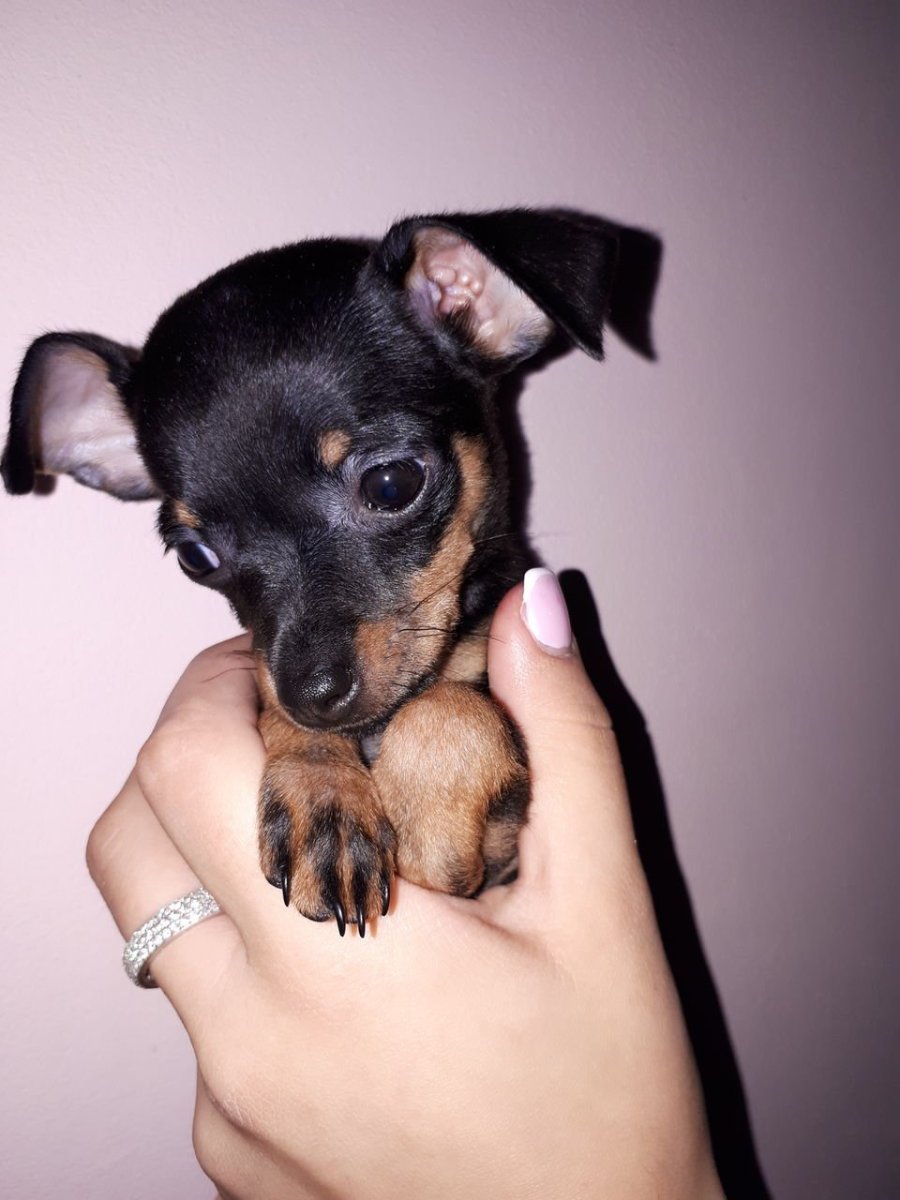 Карликовый той той терьер