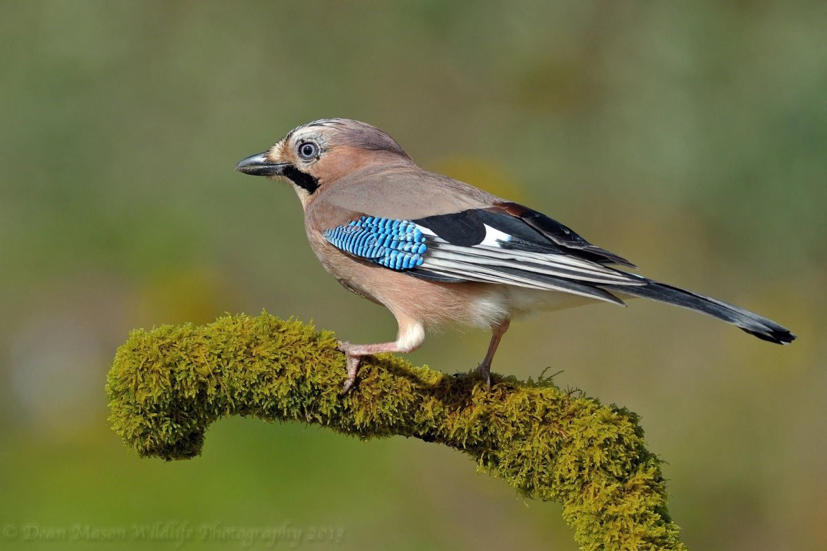 Сойка пересмешница птица