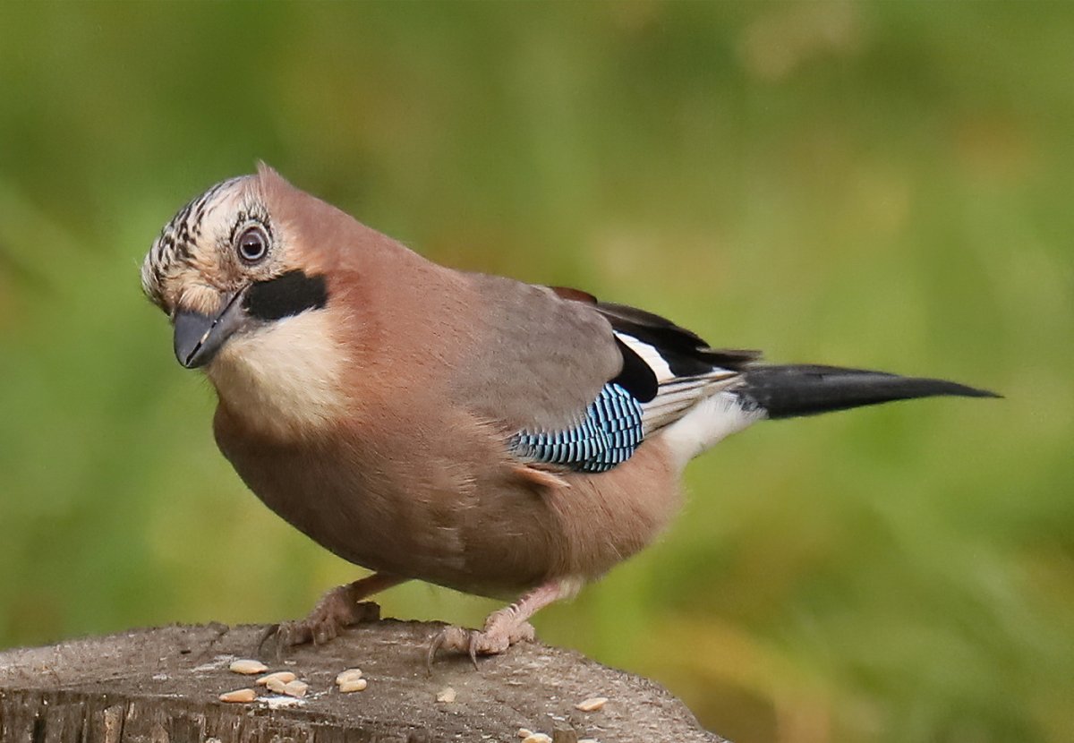 Востроглазая Сойка