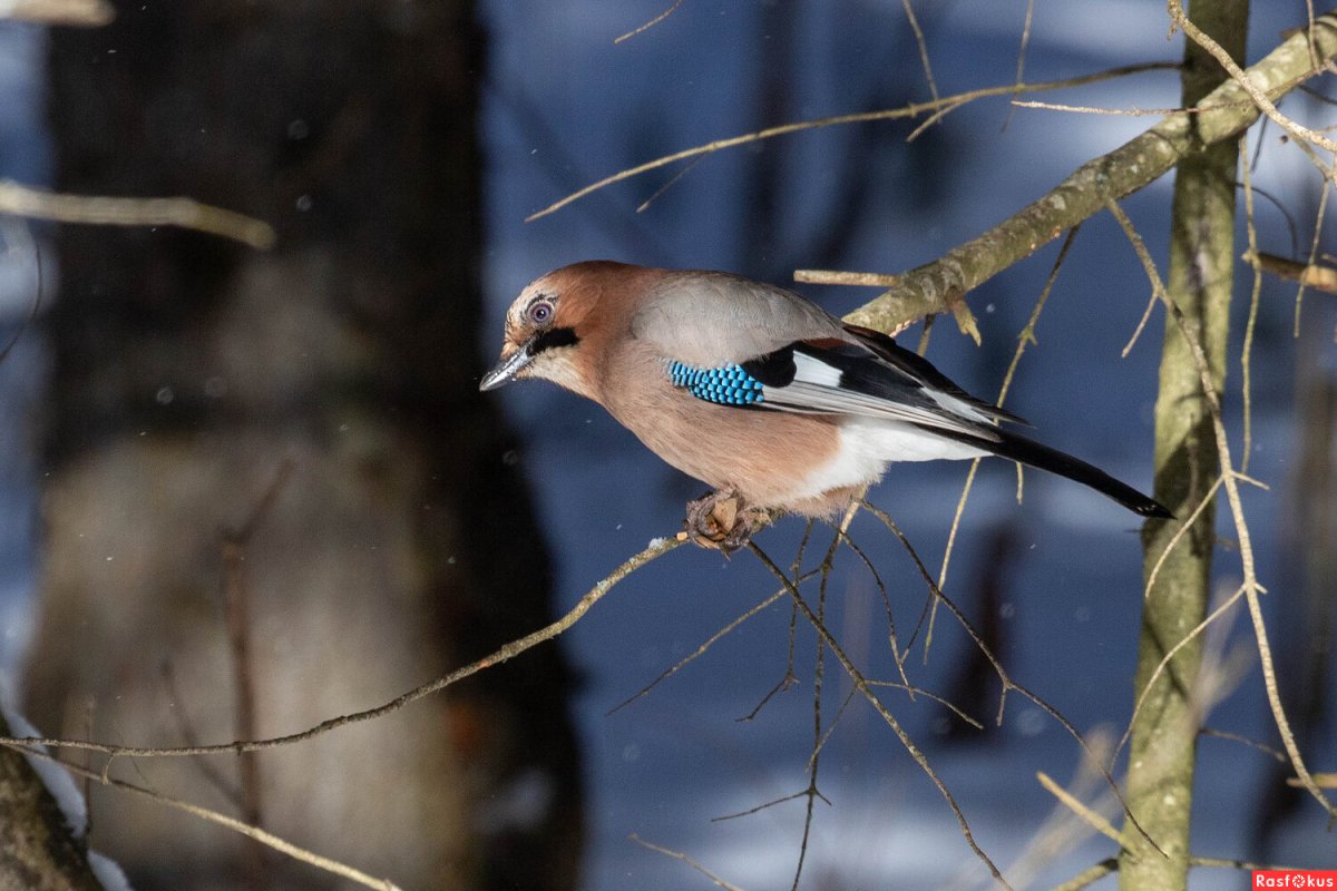 Сойка обыкновенная