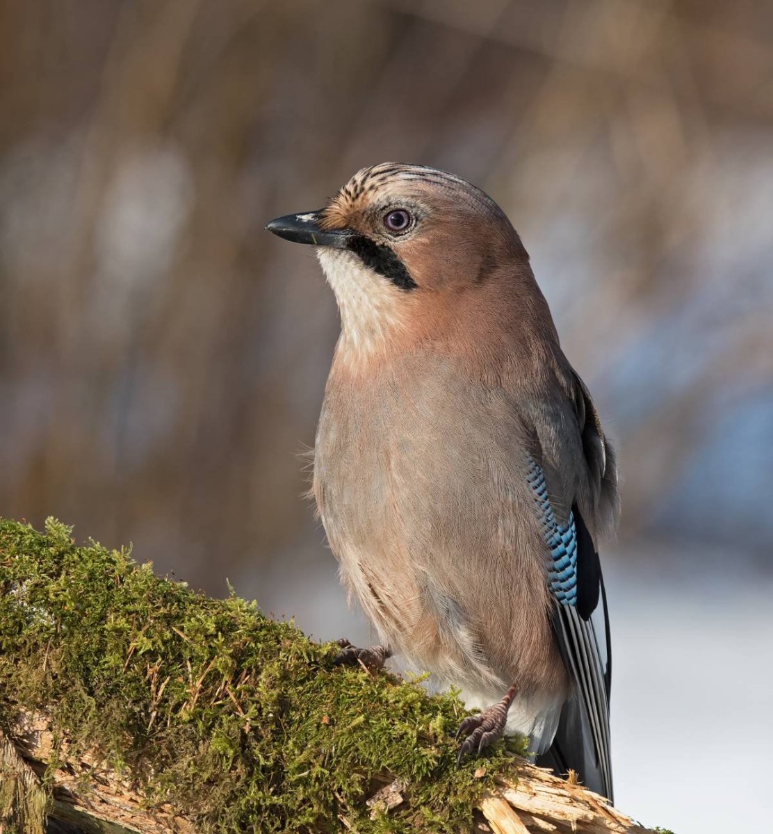 Птичка европейская Сойка