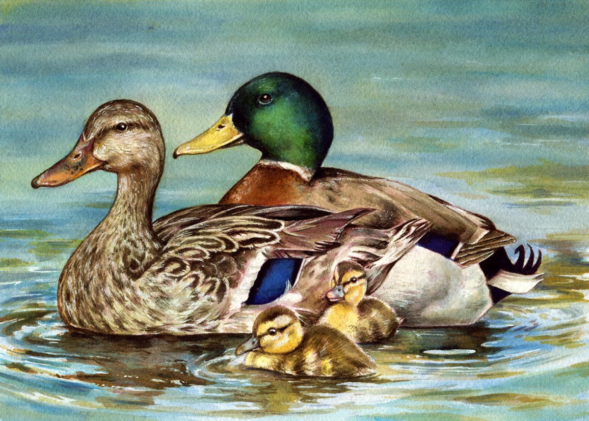Семейство уток