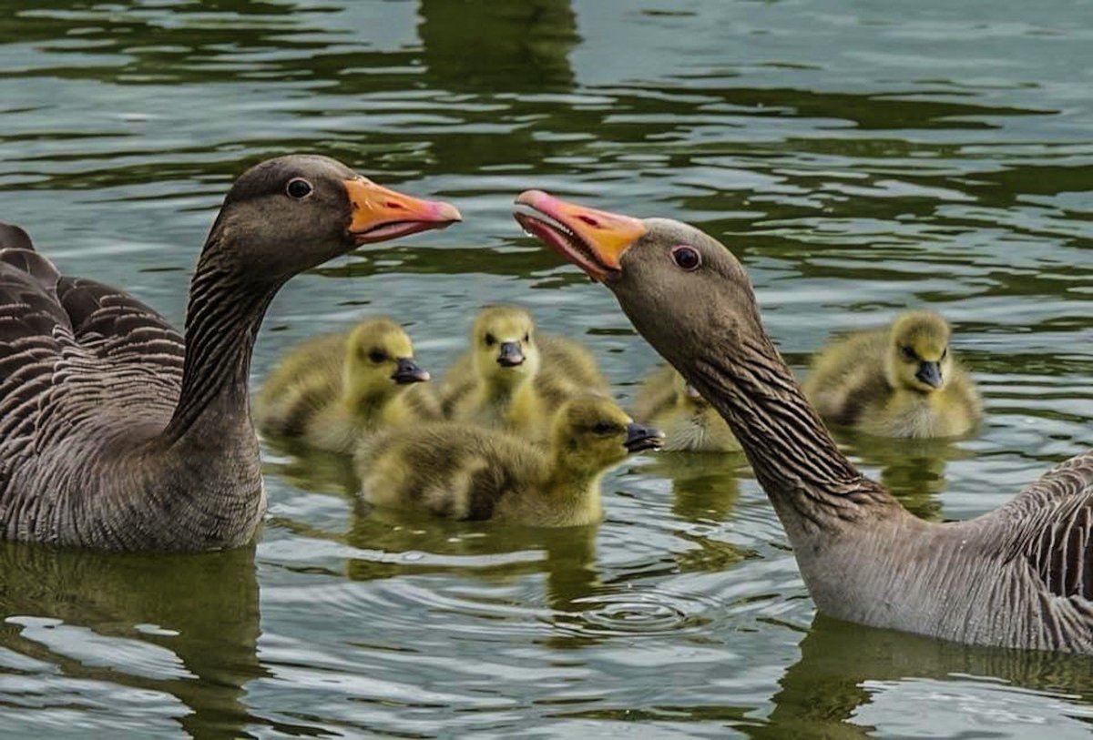 Утиная семья