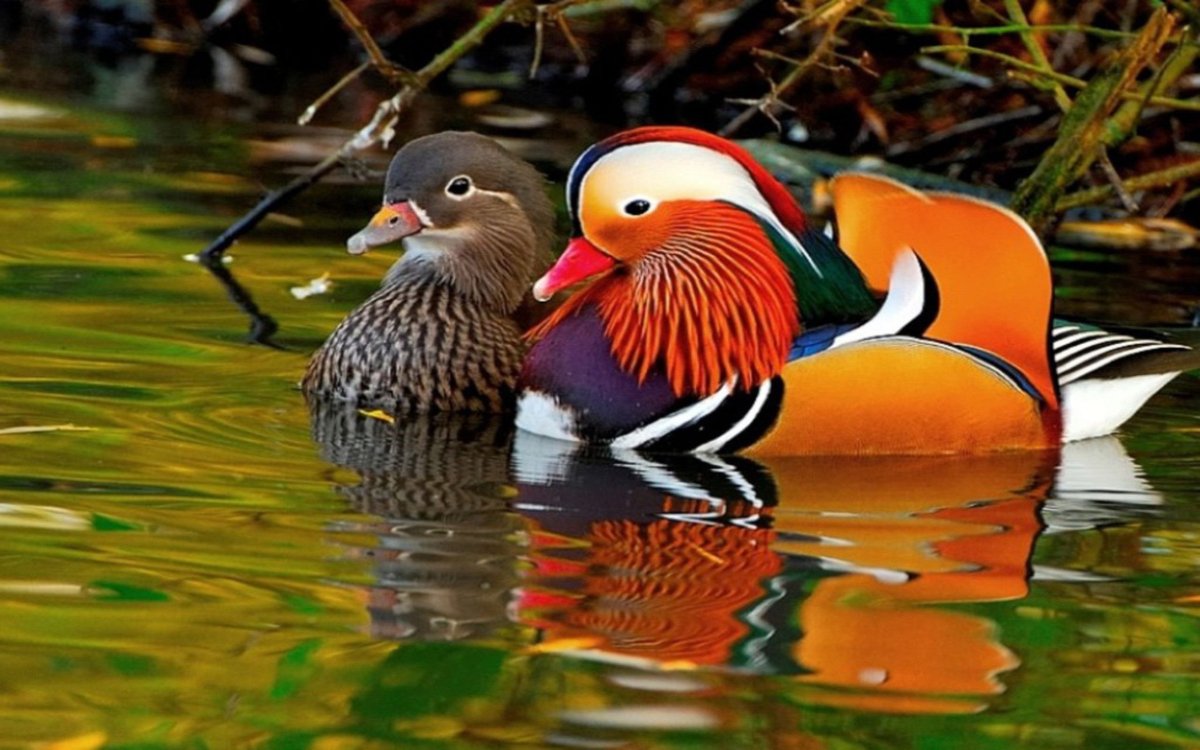 Парные уточки мандаринки