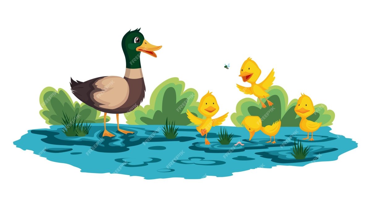 Утка выгуливает утят