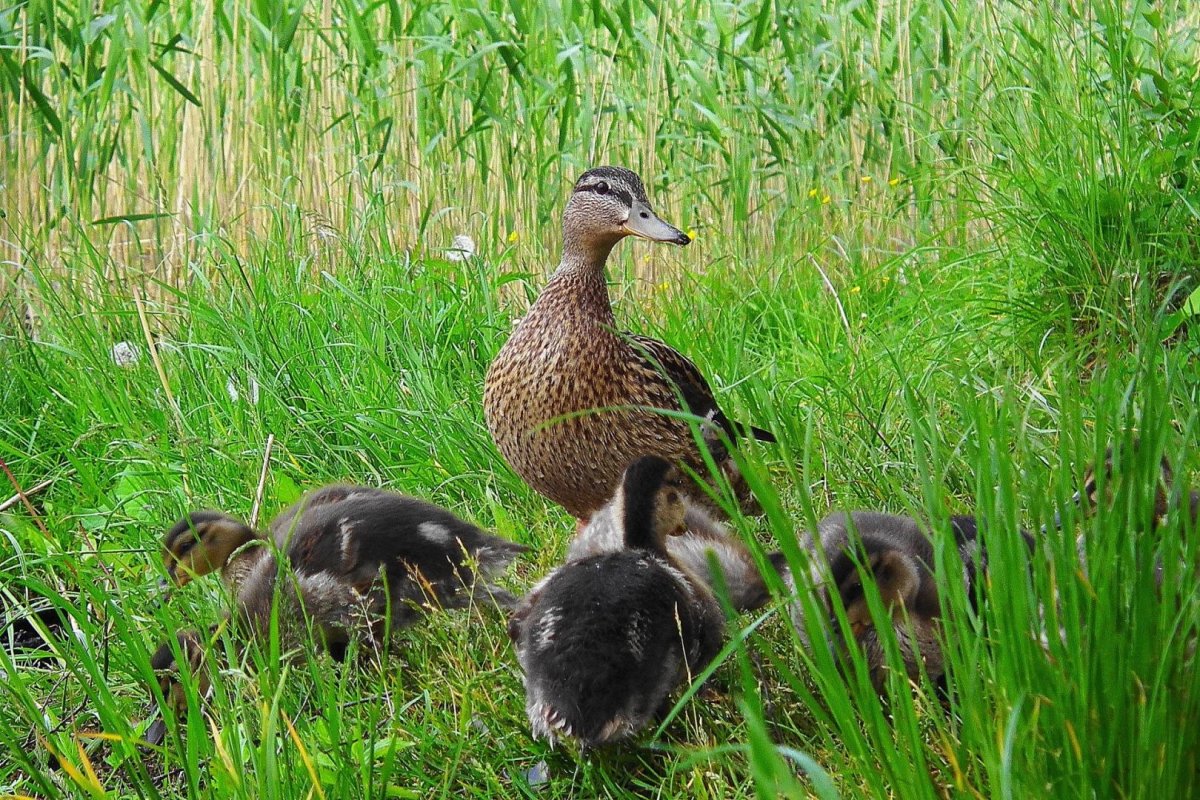 Утиная семья
