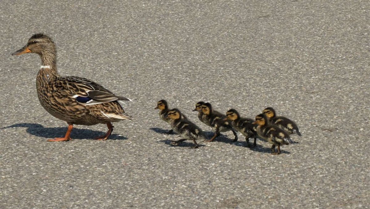 Уточка с утятами