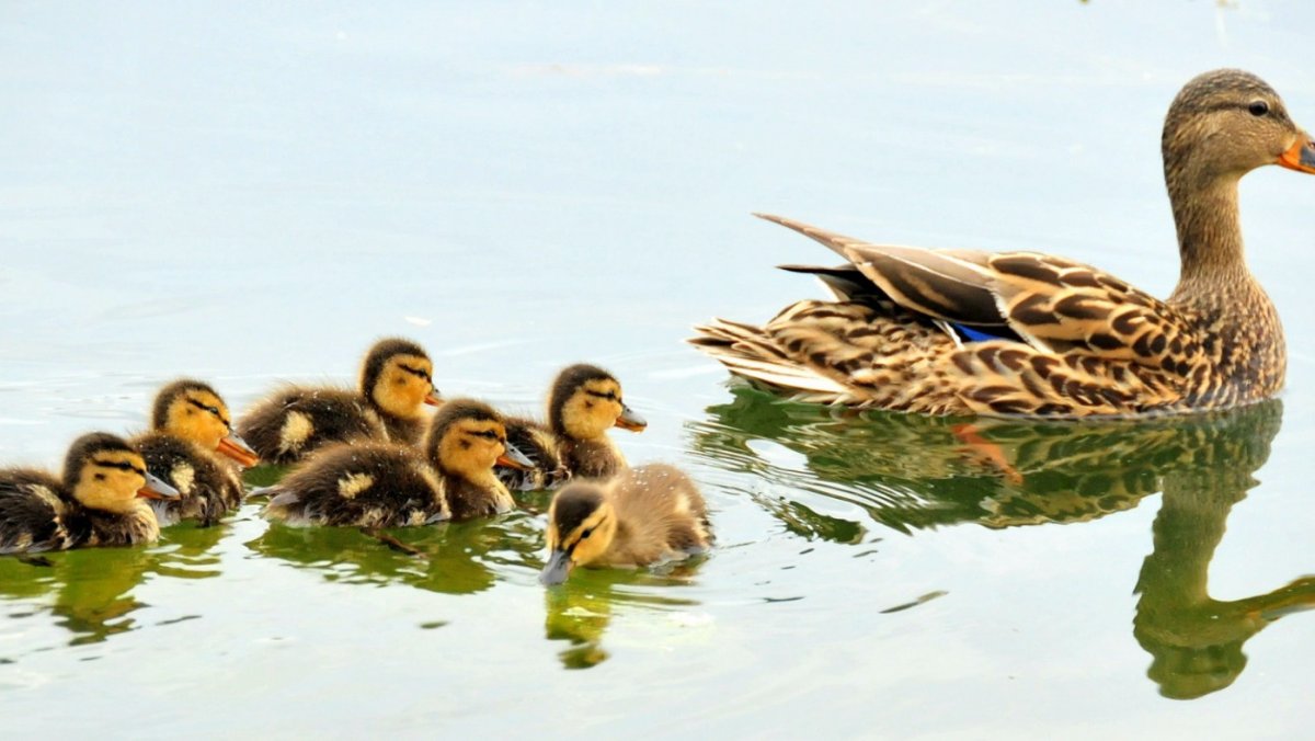 Семья утка селезень утенок