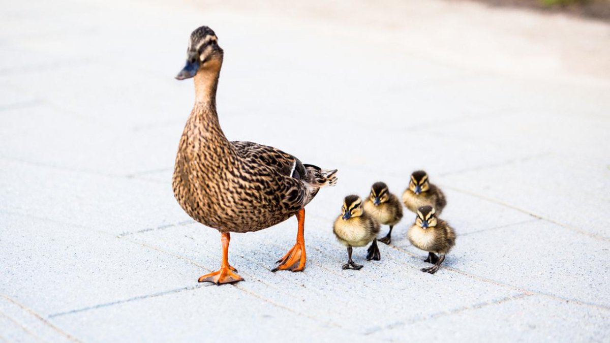 Семейство уточек