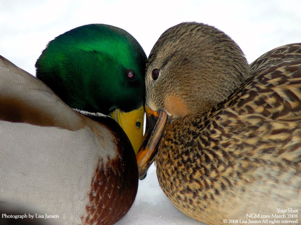 Влюбленные утки
