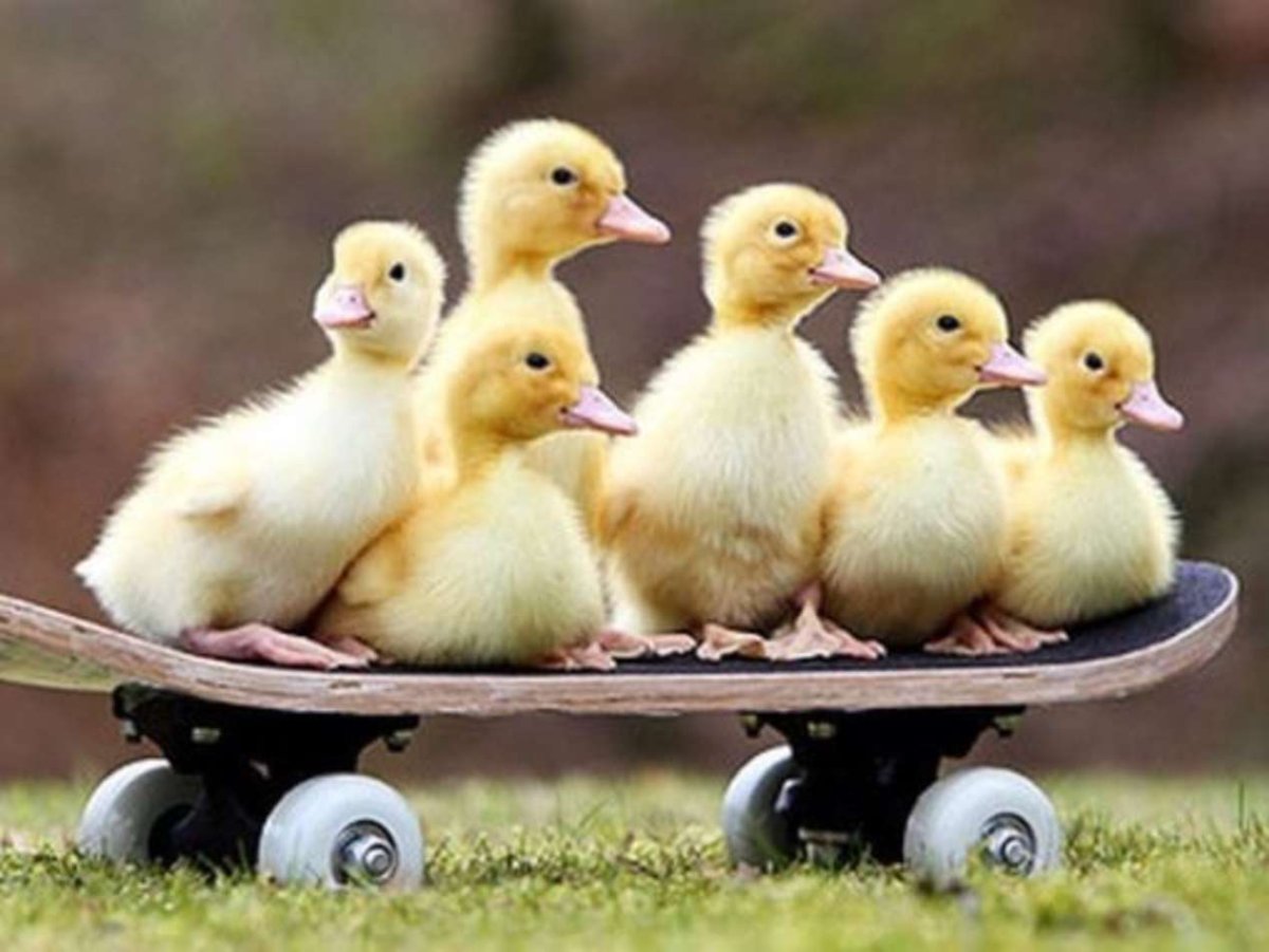 Утята Линда