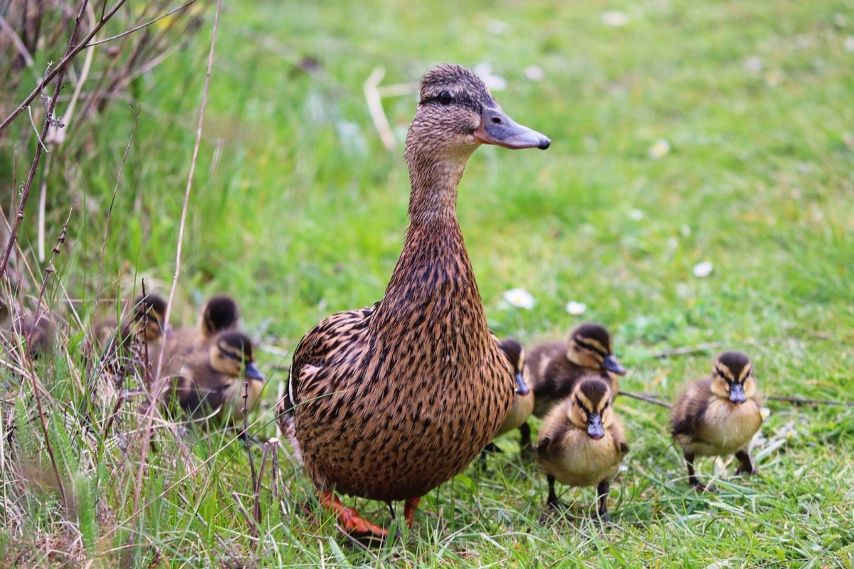 Разведение уток
