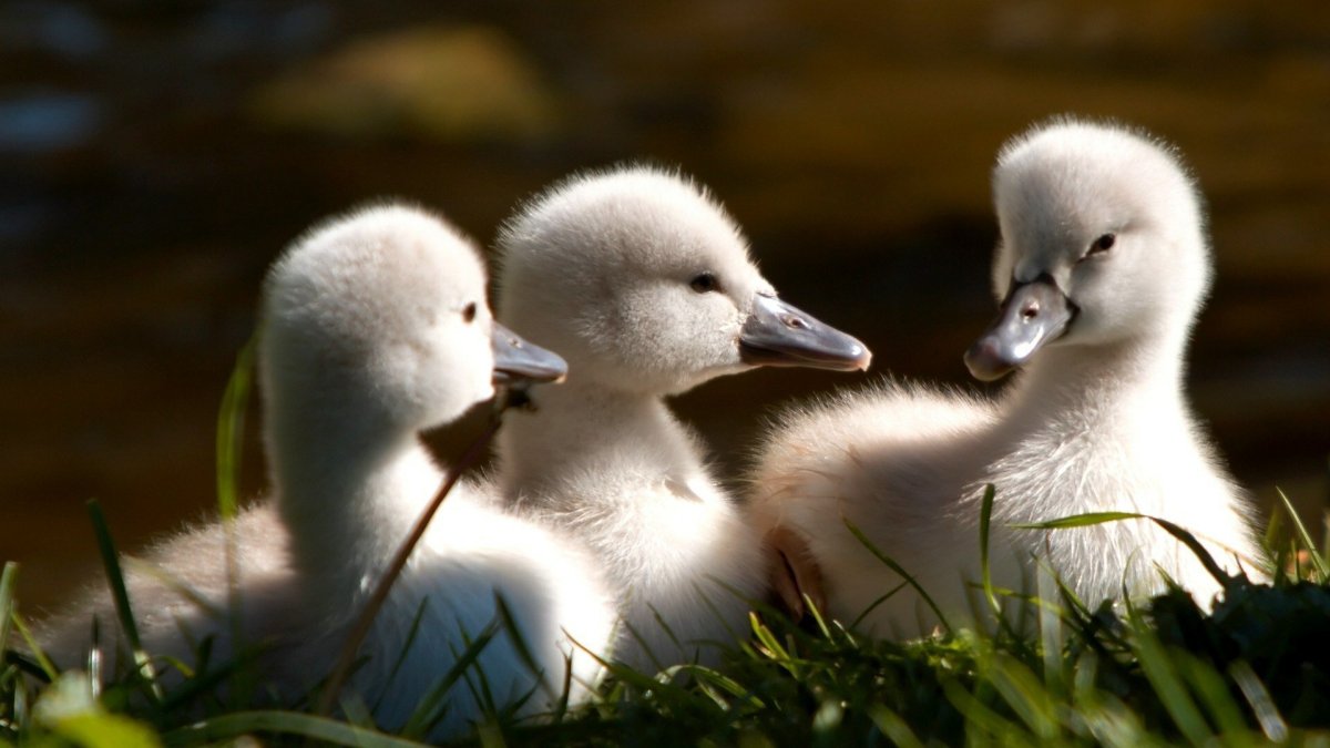 Лебедь с птенцами
