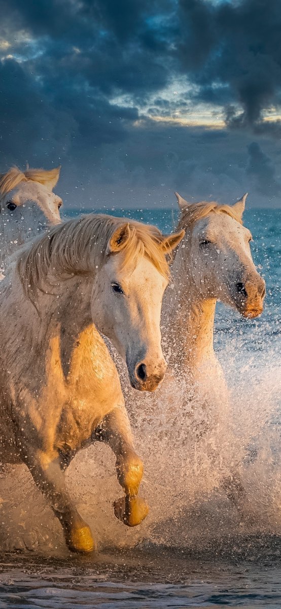 Животные лошади