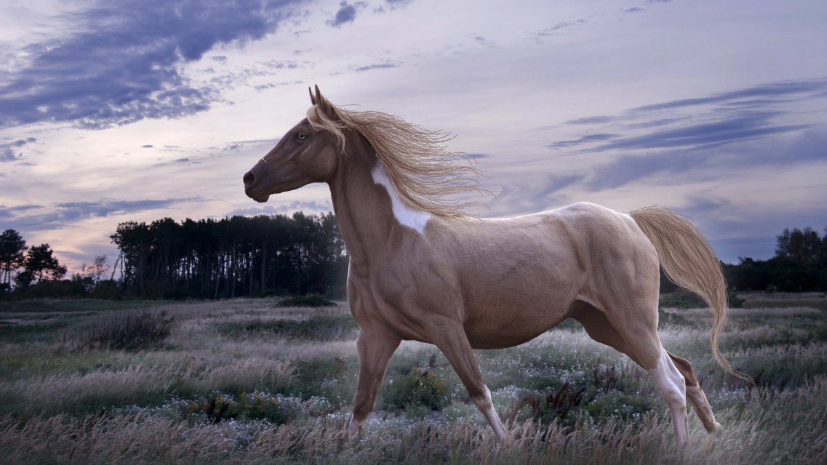 Обои на рабочий стол лошади