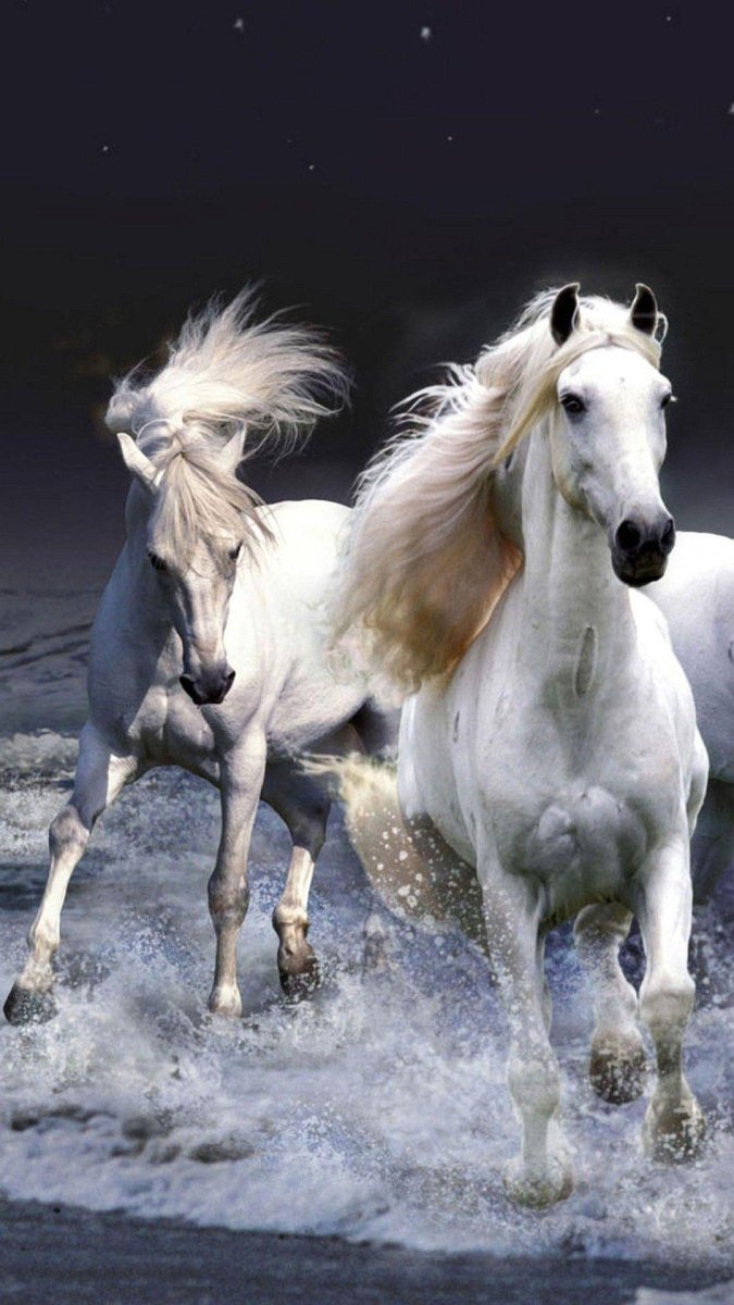 Красивые лошадки