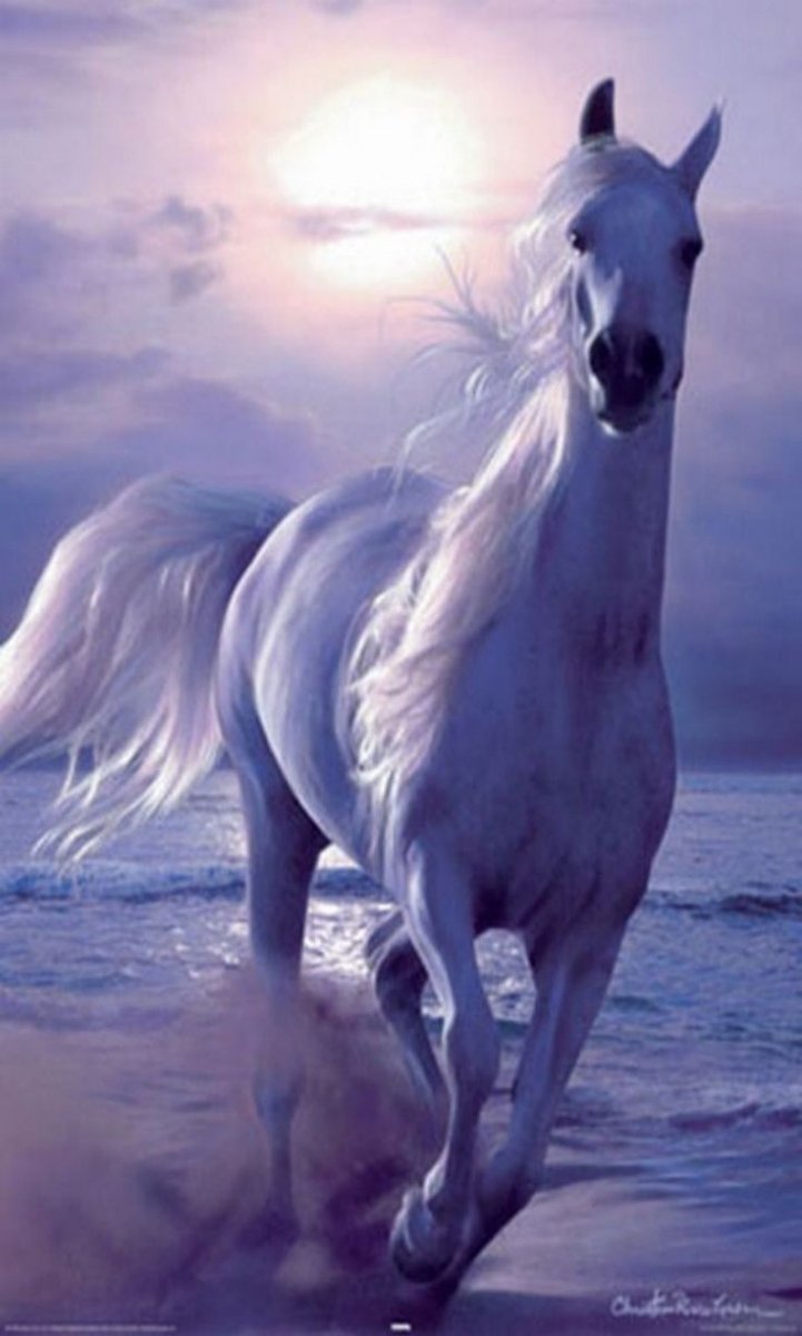 Очень красивые лошади