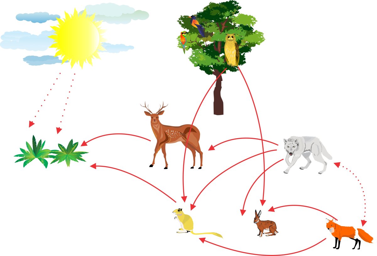 Цепочки питания животных для дошкольников