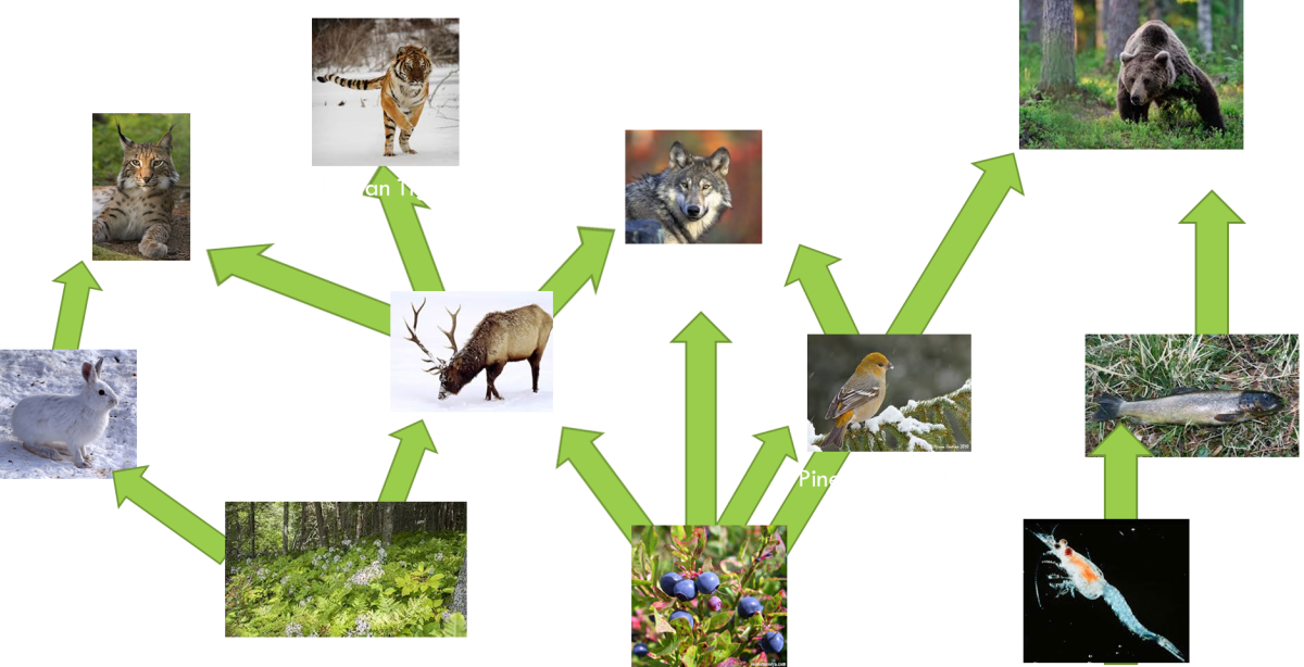 Цепь питания в Сибири
