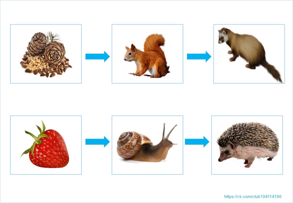 Цепи питания животных