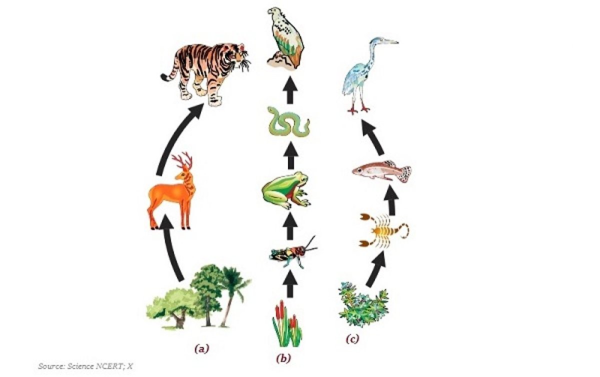 Пищевая цепочка