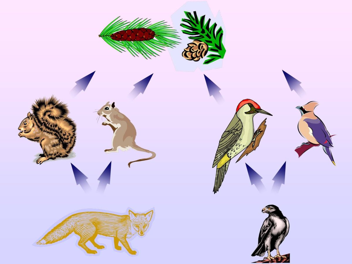 Модель невидимых связей в природе