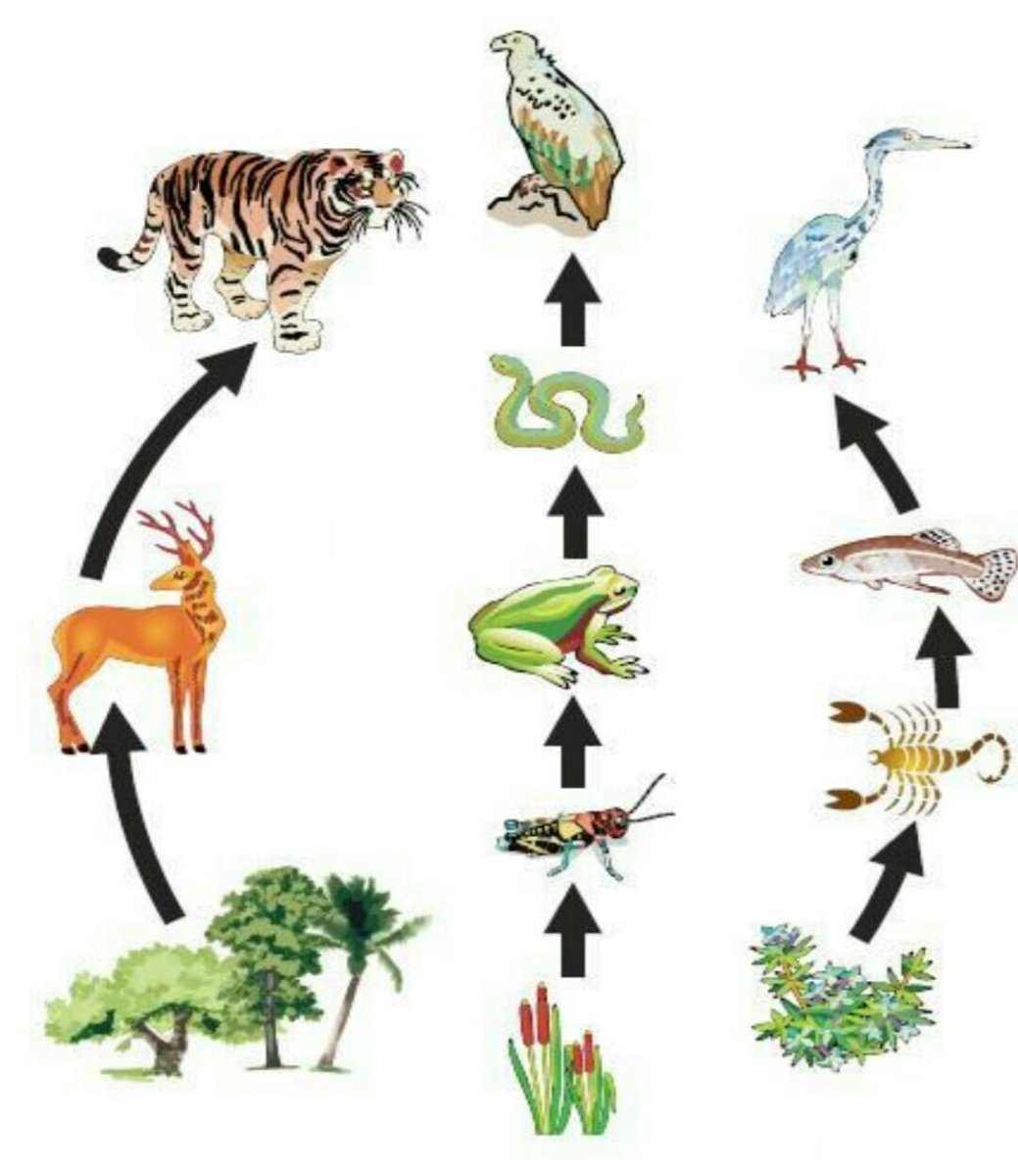 Пищевые Цепочки жителей леса детский сад