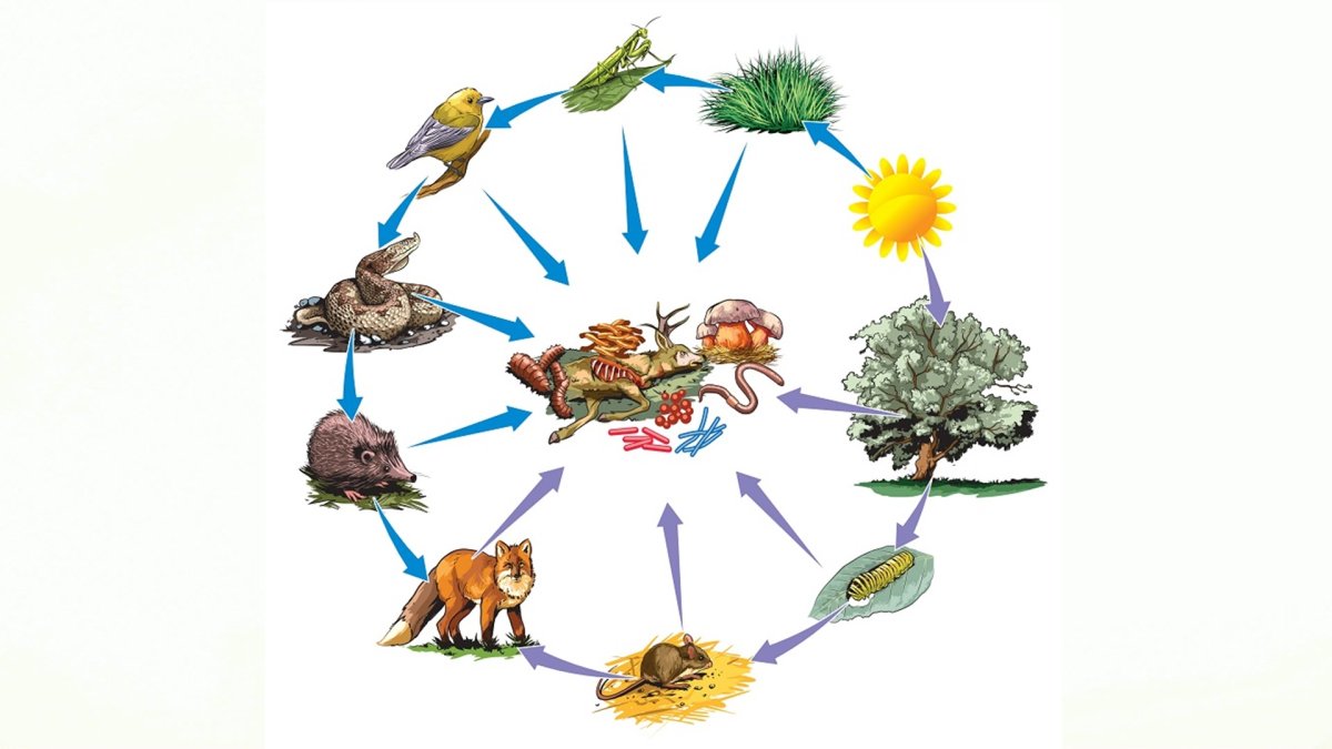 Пищевые цепи пастбищные и детритные