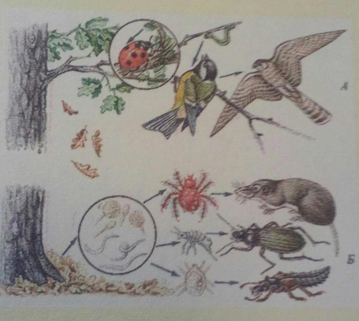 Пищевая цепочка для детей