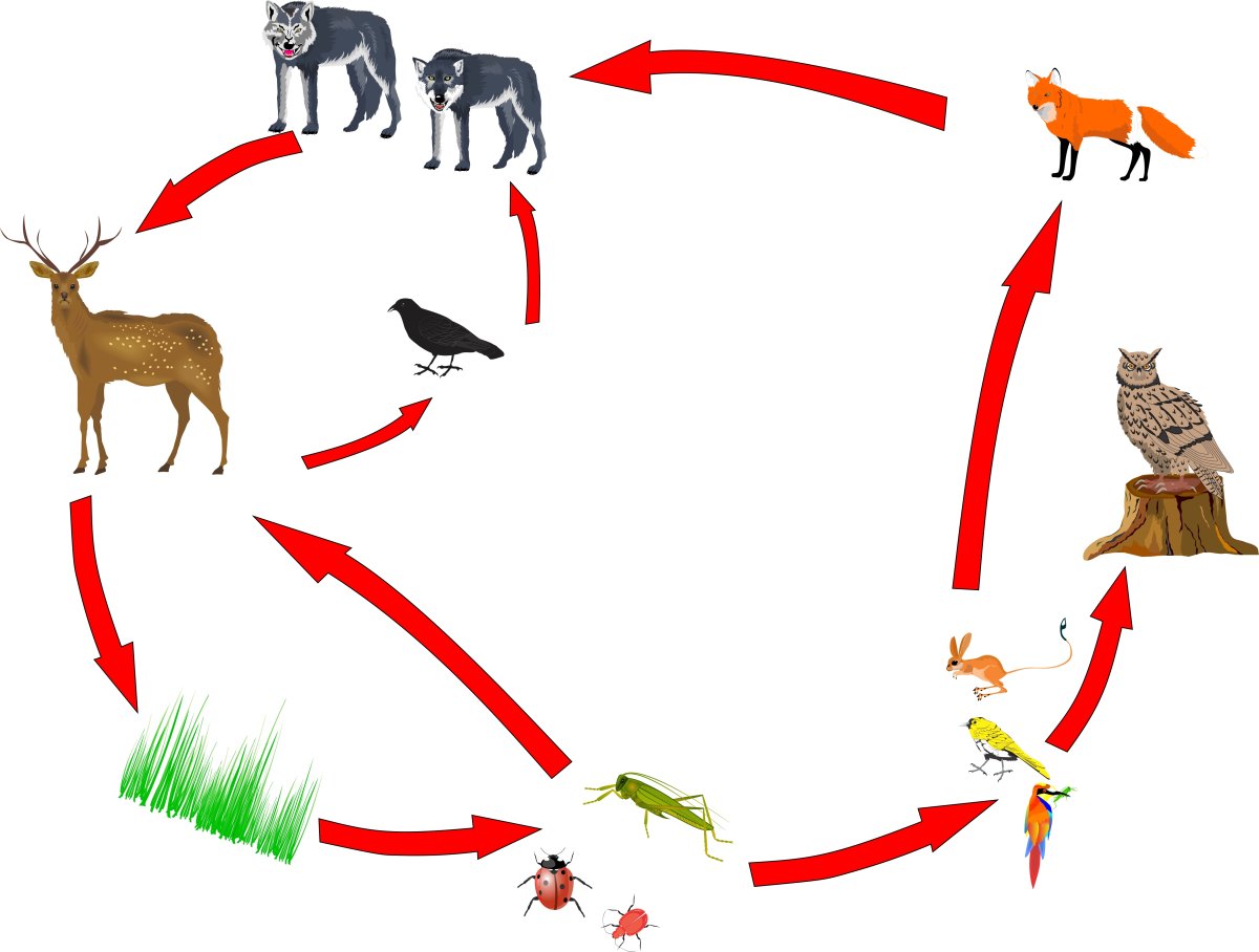 Пищевая цепь