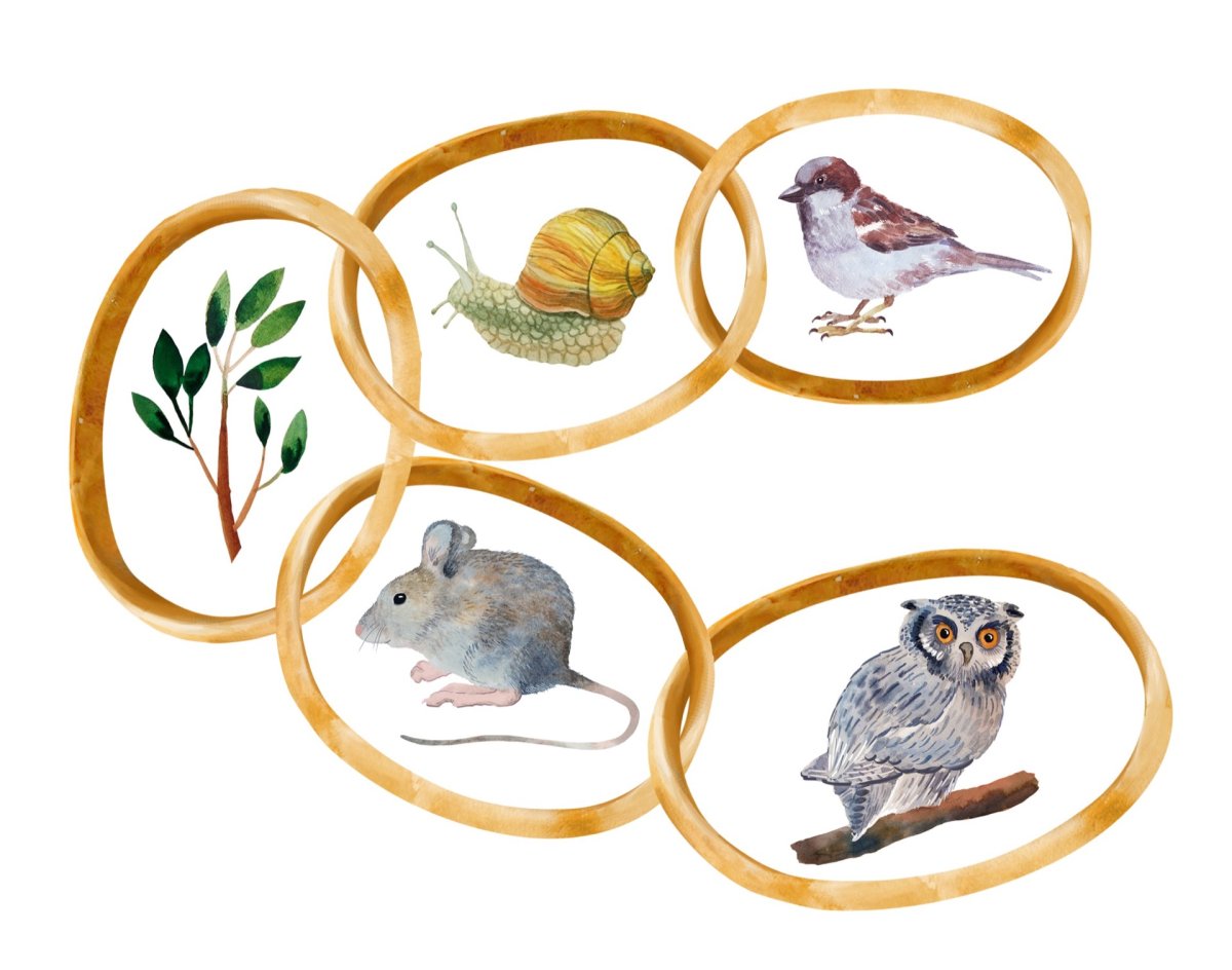 Цепочка питания в природе для ДОУ