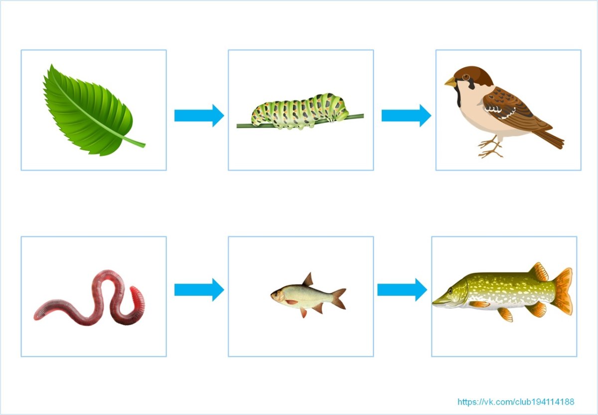 Пищевая цепочка