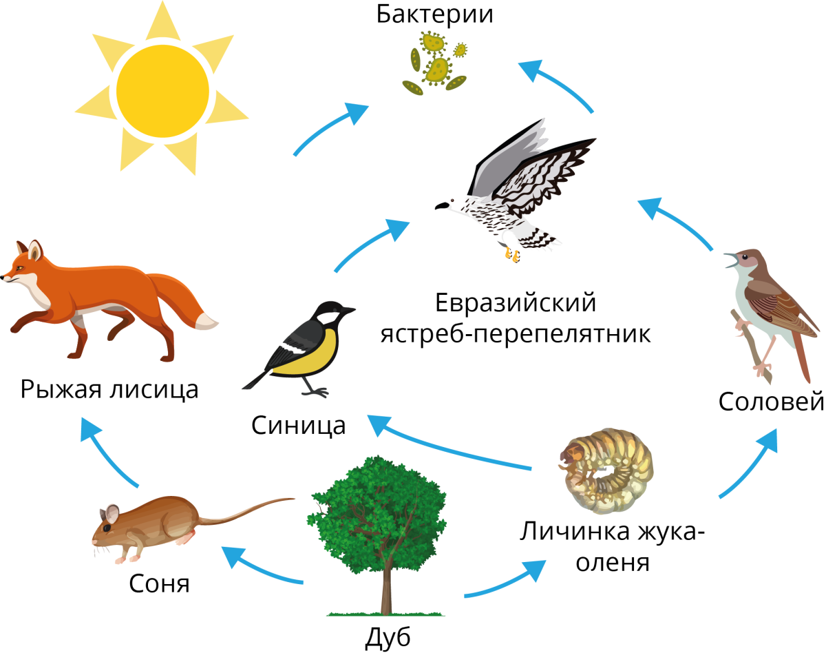 Цепочки питания биология 11