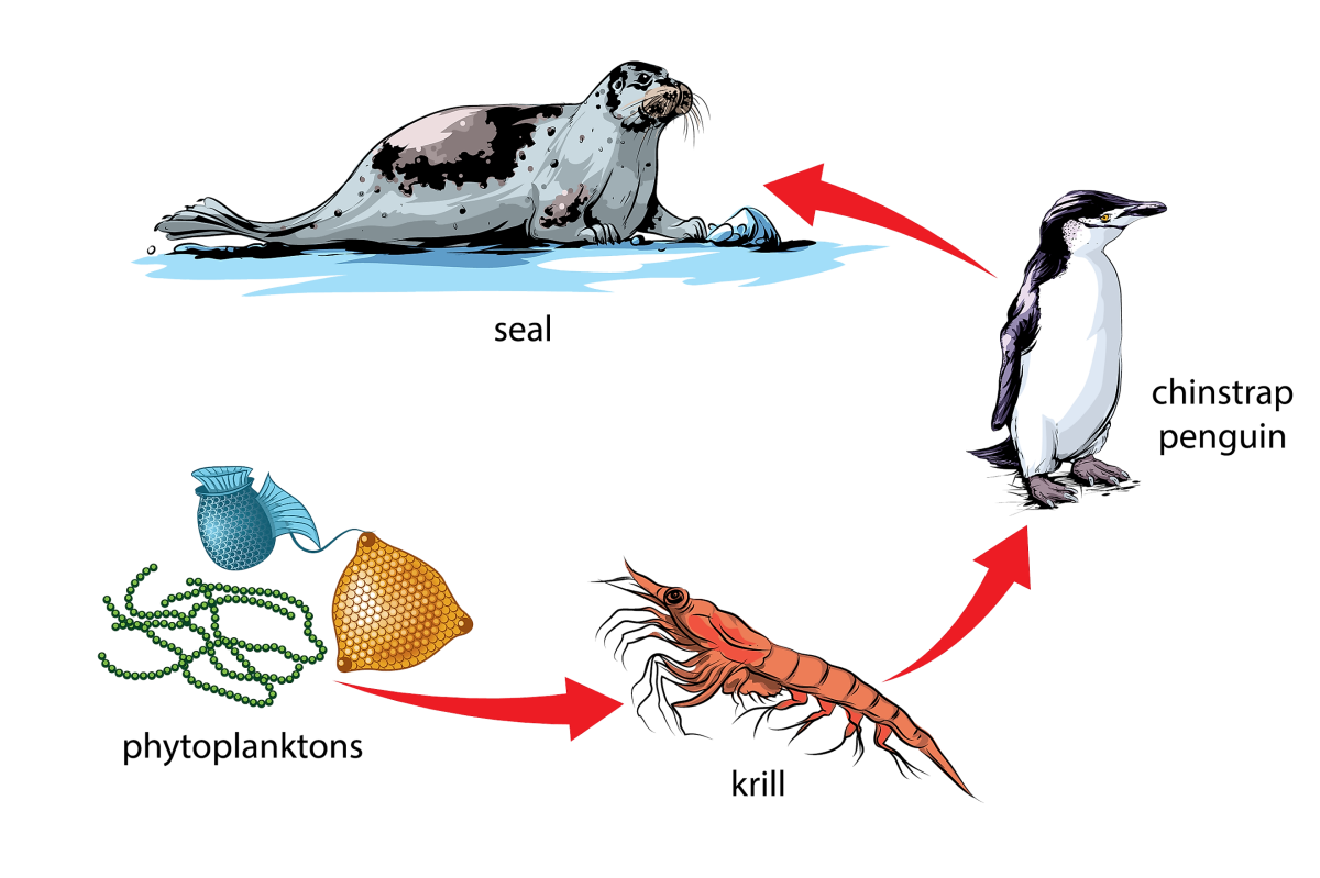 Цепочка питания морских животных
