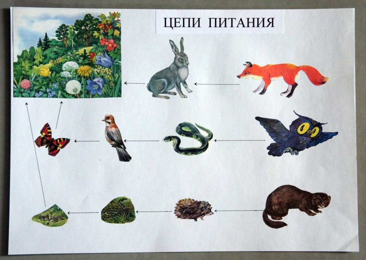 Пищевая цепочка