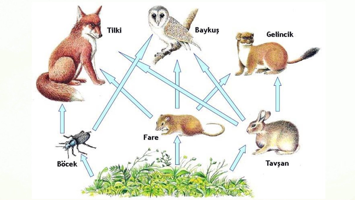 Пищевые Цепочки в природе для дошкольников в картинках