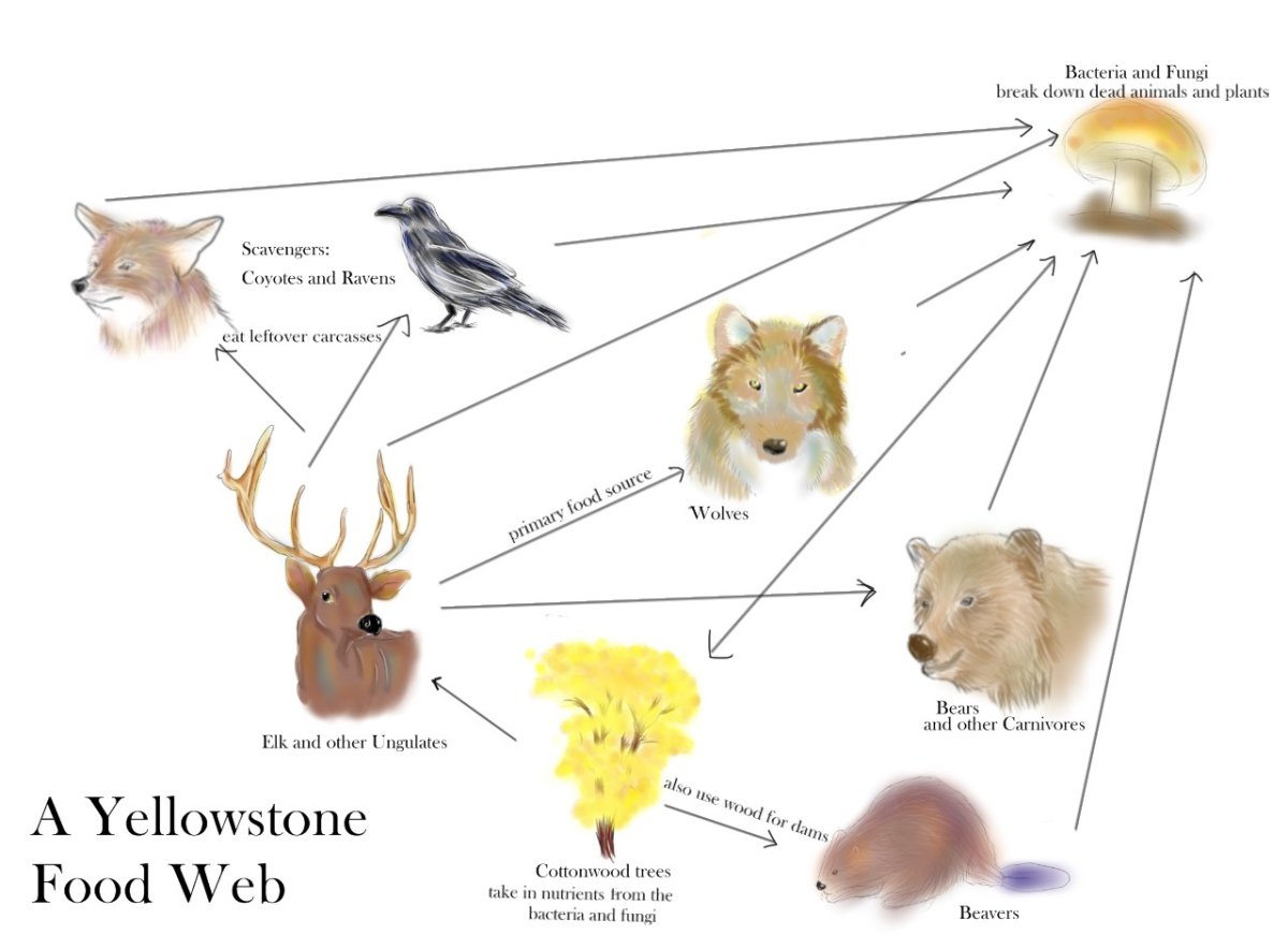 Цепь питания медведя