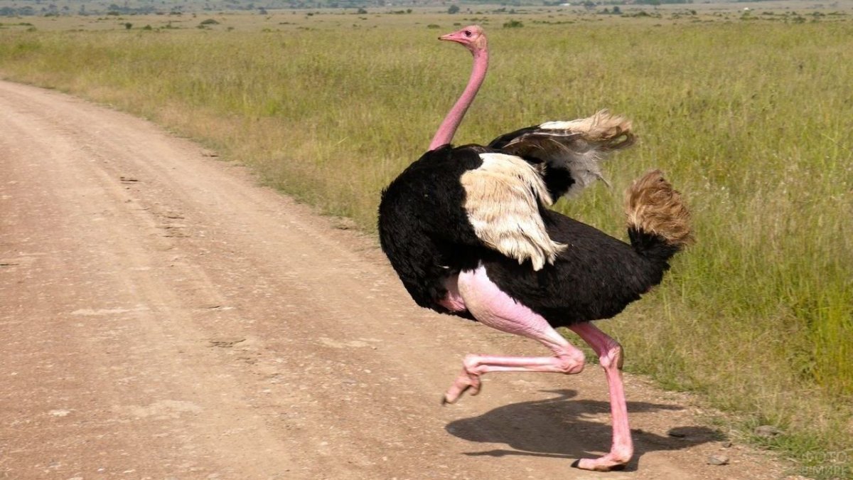 Ноги африканского страуса