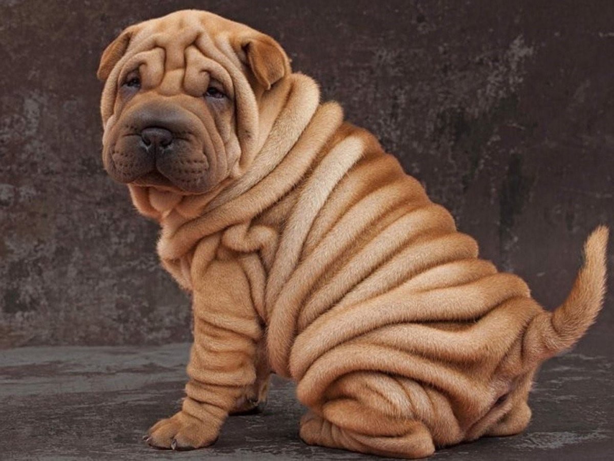 Шарпей собака щенок