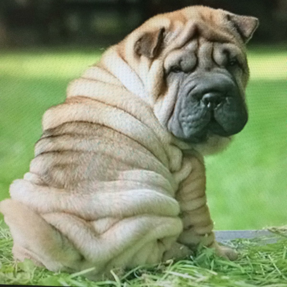 Собака шарпей