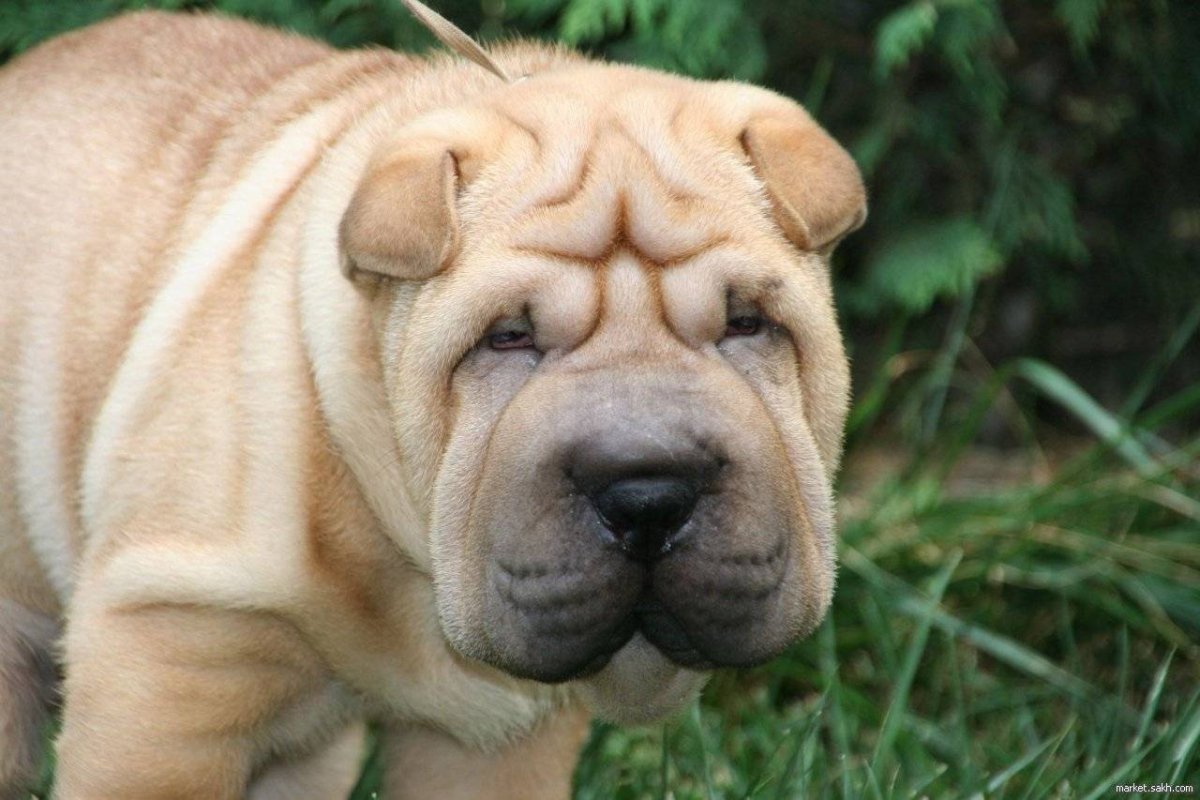 Канадский шарпей